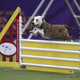 Image for article titled Afternoon Sob: Pup Rescued From Kill Shelter Goes On To Westminster